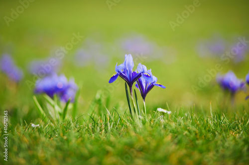 Fresh purple irises in green grass