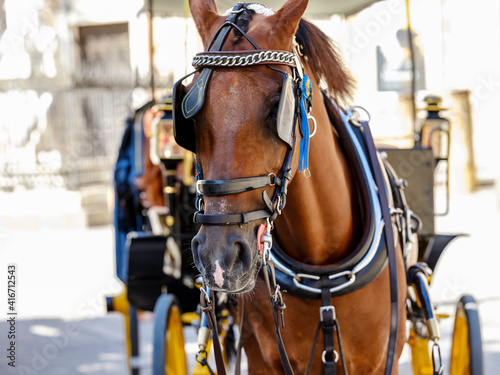 Horse with blinders pulling a tourist carriage in a historic city.