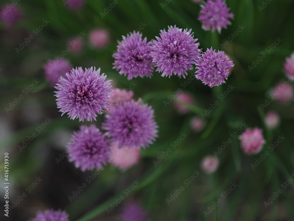Blooming purple chives in the garden. Overhead view. Blooming purple chives in the garden. Overhead view.
