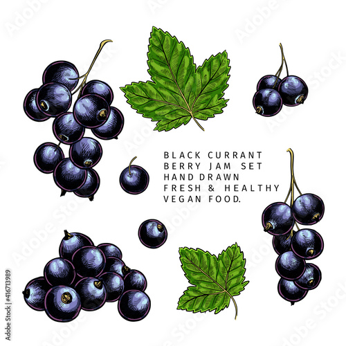 Hand drawn colored black currant branch, leaf and berry. Engraved vector illustration. Blackberry agriculture plant. Summer harvest, jam vegan ingredient. Menu, package, cosmetic, food design.