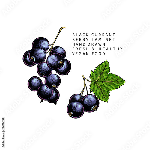 Hand drawn colored black currant branch, leaf and berry. Engraved vector illustration. Blackberry agriculture plant. Summer harvest, jam vegan ingredient. Menu, package, cosmetic, food design.