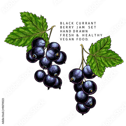 Hand drawn colored black currant branch, leaf and berry. Engraved vector illustration. Blackberry agriculture plant. Summer harvest, jam vegan ingredient. Menu, package, cosmetic, food design.