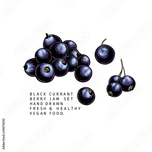 Hand drawn colored black currant branch, leaf and berry. Engraved vector illustration. Blackberry agriculture plant. Summer harvest, jam vegan ingredient. Menu, package, cosmetic, food design.