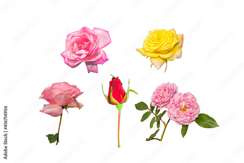 Fototapeta premium Roses have been placed on a white background.