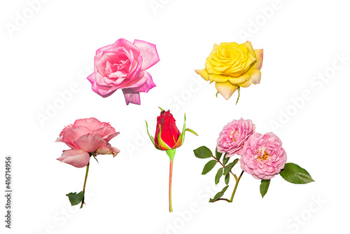 Roses have been placed on a white background.