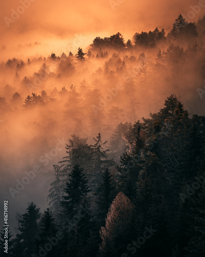 foggy forest during autumn in austria © Maximilian
