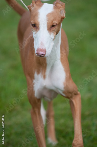 Ibizan Hound Close up full body © Kyle