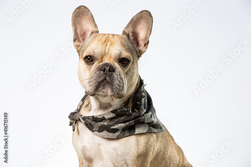 Close up of a cool french bulldog face on a white background