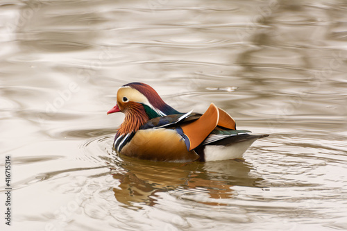 Cute colorful male mandarin duck (Aix galericulata) swimming in the pond water with reflection