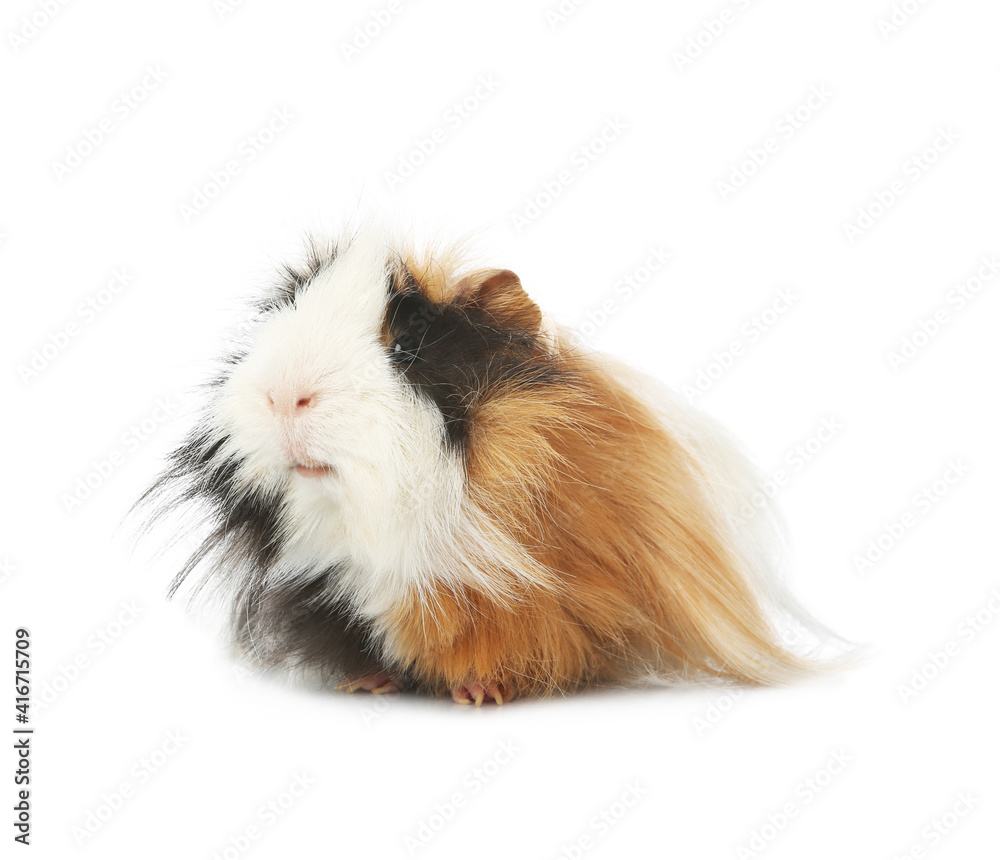 Adorable guinea pig on white background. Lovely pet Adorable guinea pig on white background. Lovely pet