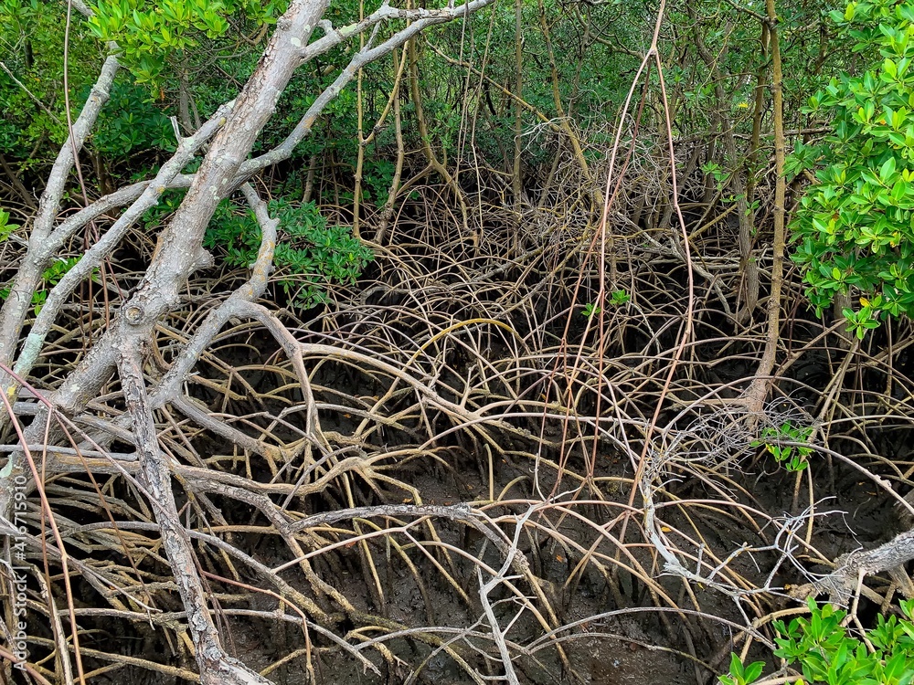 mangrove roots in South Florida estuary