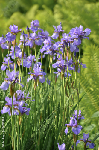 Blue flowers Iris versicolor beautifully blooming in the garden