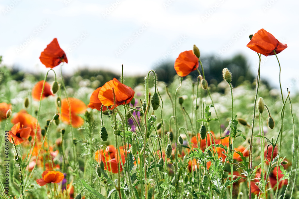 Fototapeta premium poppy field with sky