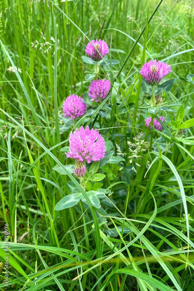 Pink clover flowers with tender petals. Flowering of clover in the sunny summer wild meadow. Bright beautiful field. Pink clover flowers with tender petals. Flowering of clover in the sunny summer wild meadow. Bright beautiful field.