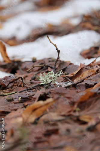 old leaves in snow