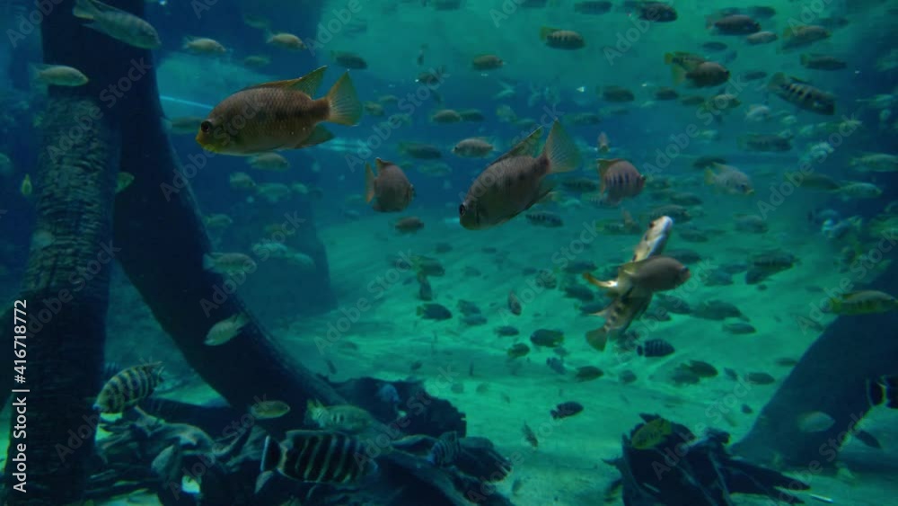 A large school of fish swims in the water.