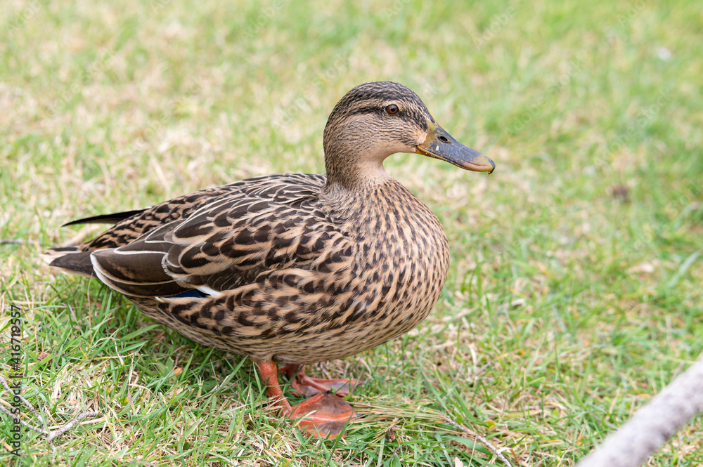 Mallard duck (Anas platyrhynchos) female standing feet on grass Mallard duck (Anas platyrhynchos) female standing feet on grass