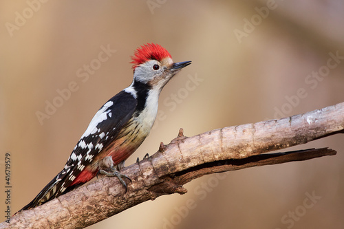 Fotografia Leiopicus medius, middle spotted woodpecker, wildlife from danube wetland forest