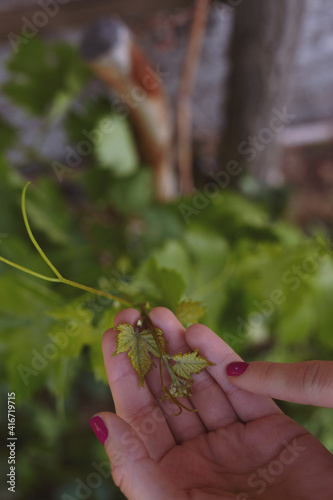 Woman grafting fruit tree. Plant care in the garden.