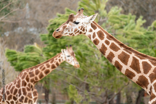 Two giraffes (Giraffa camelopardalis) in front of a leafy tree © Fernando