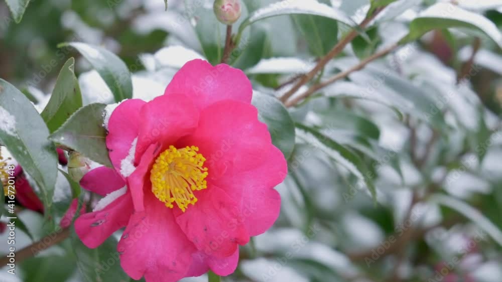 Snow-capped winter camellia flowers swaying in the wind
Snow-capped winter camellia flowers swaying in the wind