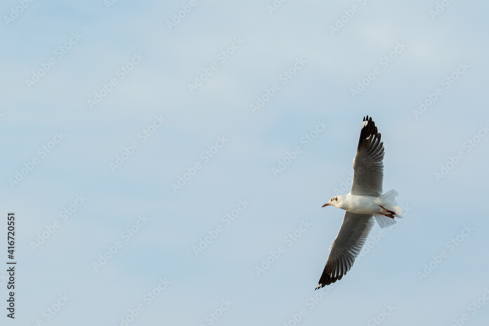Obraz premium Seagulls flying
