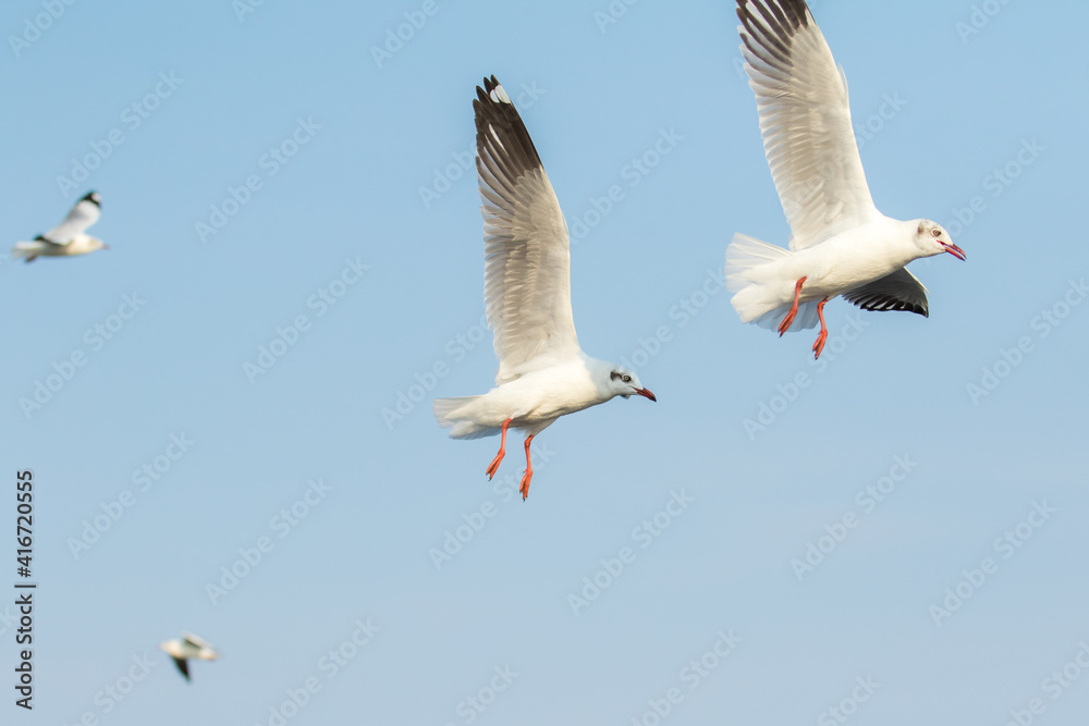 Seagulls flying