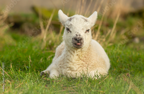 Lamb in Springtime.  Cute, cheeky lamb, facing forward in grassland with tongue poking out.  Yorkshire Dales,  England. Close up. Horizontal. Space for copy.
