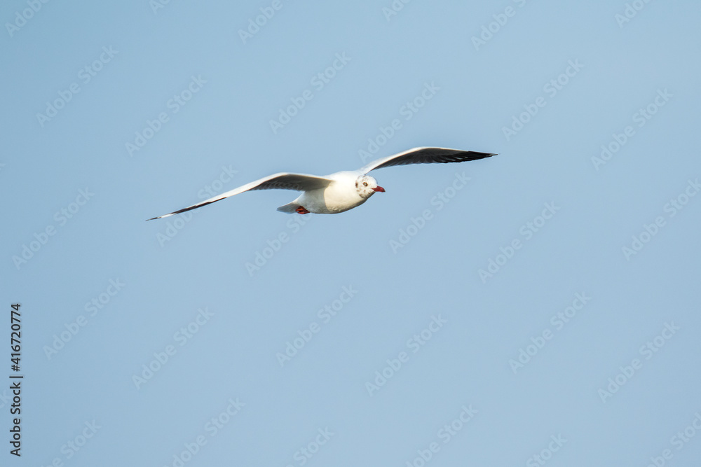 Obraz premium Seagulls flying