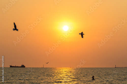 Silhouette of seagull flying at sunset