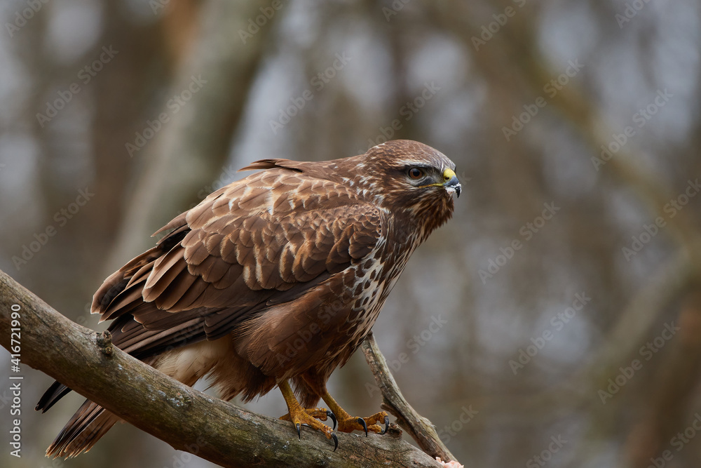 Buteo buteo, common buzzard, amazing predator, wildlife from danube wetland, Slovakia, Europe Buteo buteo, common buzzard, amazing predator, wildlife from danube wetland, Slovakia, Europe