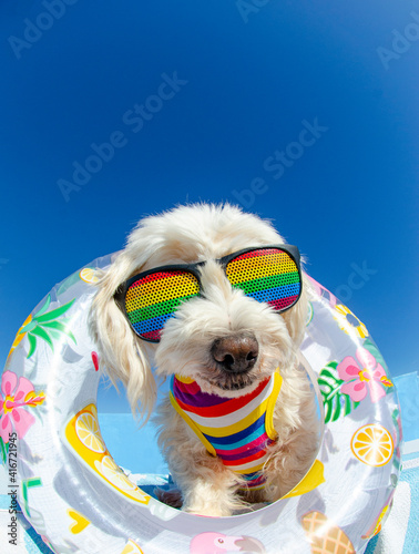 Funny dog wit sunglasses and floting ring © Natallia Vintsik