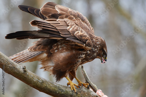 Buteo buteo, common buzzard, amazing predator, wildlife from danube wetland, Slovakia, Europe photo