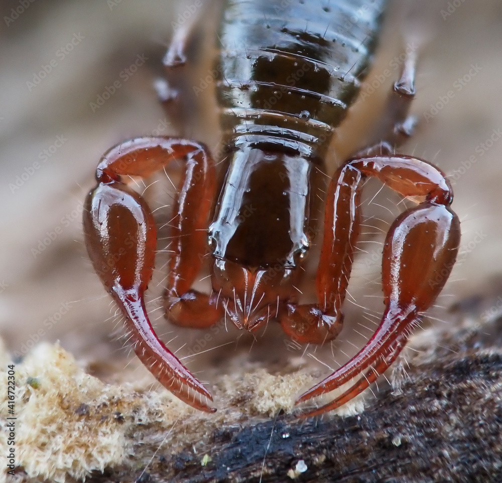 Moosskorpion in der Eifel (ca. 3 mm groß) - obrazy, fototapety, plakaty 