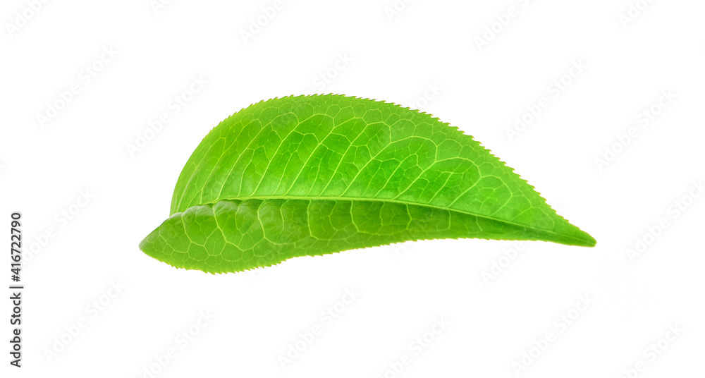 Obraz premium Fresh tea leaves on a white background