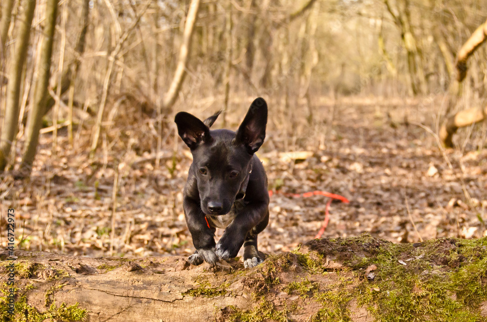 An adorable, cute little black half breed puppy playing is jumping over a stem in a forest