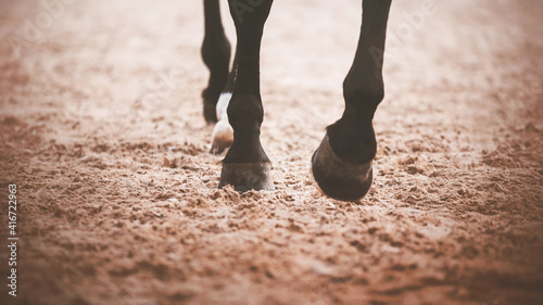 Fotografiet A black horse steps its hooves on the sand in an outdoor arena in training for equestrian sports competitions