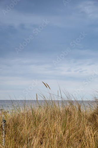 Dune Grass in front of Baltic Sea  Germany  Europe