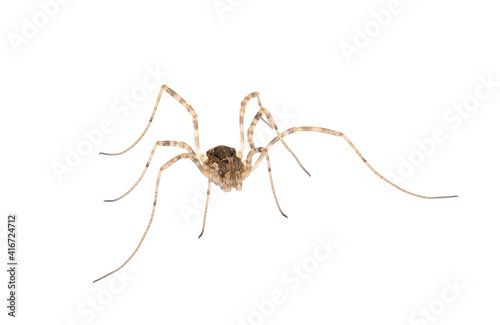 Opiliones known as Harvestmen, harvesters or daddy longlegs isolated on white background, Dasylobus sp. photo