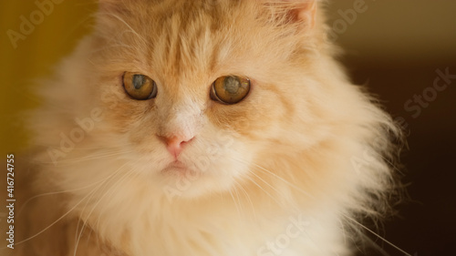 Cat's eye disease, cataracts concept. Portrait of red long haired domestic siberian cat has cataracts.