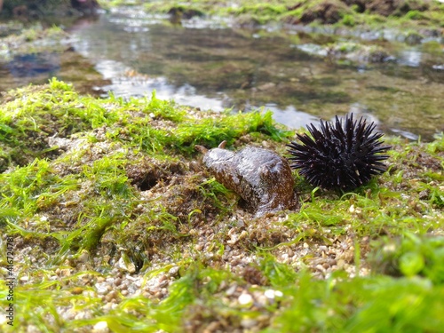 sea urchins on the beach © AldoWildan