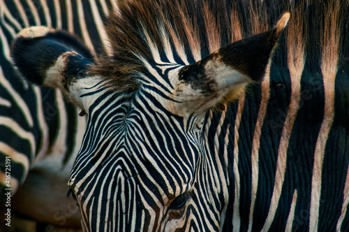 zebra head close-up