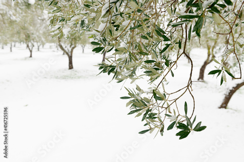 Obraz na plátně Beautiful Olive trees in an olive grove in the snow, Apulian landscape after a s