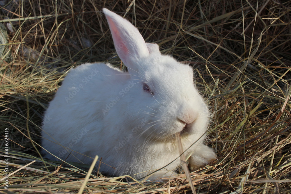 a white albino rabbit with red eyes sits in the hay on a farm a white albino rabbit with red eyes sits in the hay on a farm