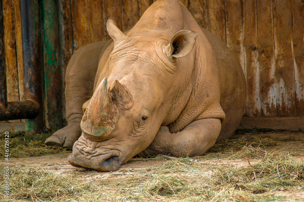 Obraz premium rhino at the zoo sleeping