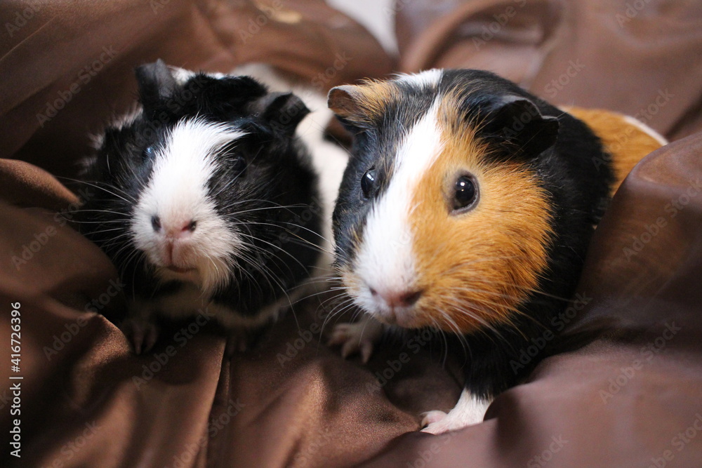 two fluffy guinea pigs pets sit next to each other two fluffy guinea pigs pets sit next to each other