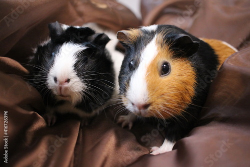 two fluffy guinea pigs pets sit next to each other