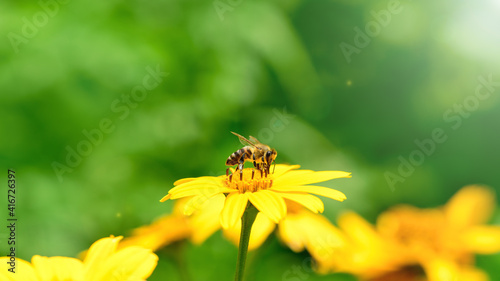 Bee and flower.  Banner. Close up of a  striped bee collecting pollen on a yellow flower on a Sunny bright day. A bee collects honey from a flower. Summer and spring backgrounds © borislav15