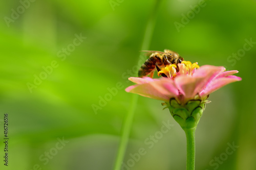 Bee and flower. Close up of a  striped bee collecting pollen on a pink flower on a Sunny bright day on a green background. A bee collects honey. Summer and spring backgrounds. © borislav15