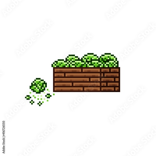 Vegetable shop pixel art. Cabbage in a wooden crate. Green headed cabbage, pixel art on white background. Vegetable stall. Showcase with vegetables waste. Vector illustration.